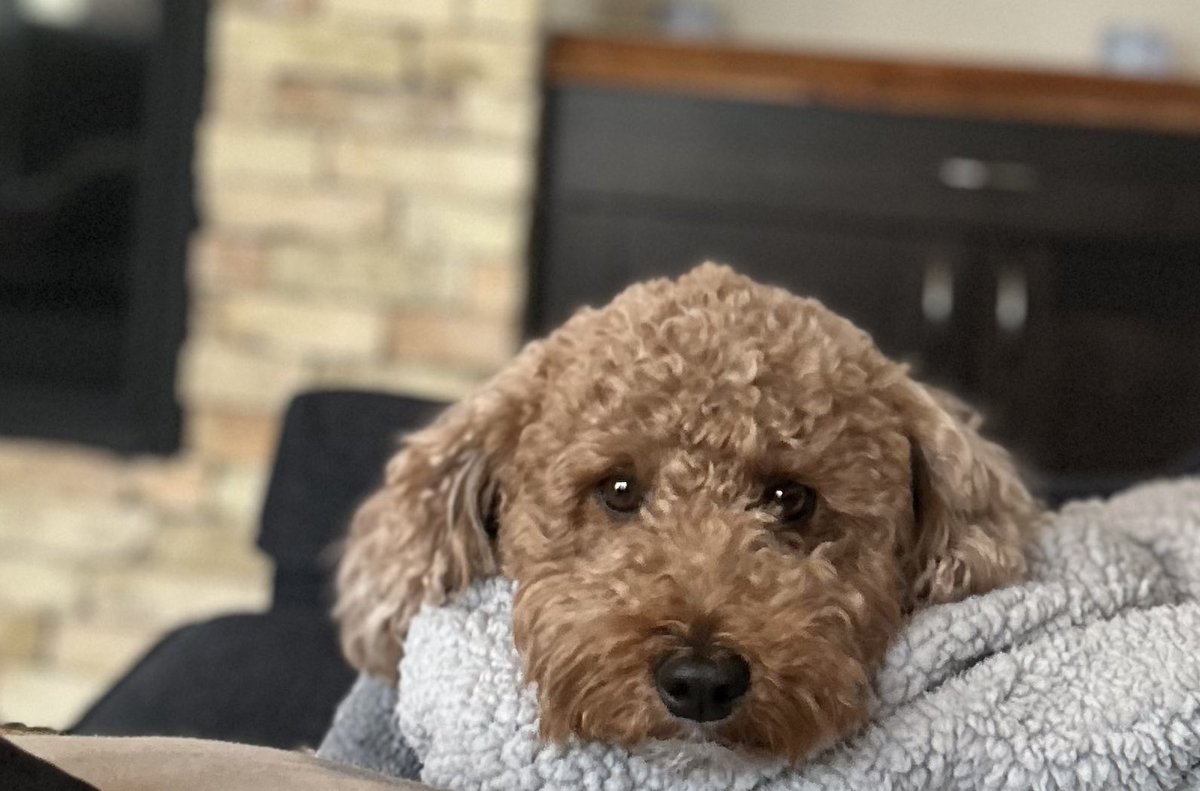 ADO 2025: We are cancelling the rehearsal for Thursday, January 9th.  More detailed information is being sent by email.  Next update by noon Fri. 1/10 I’m sorry!! Henri and Maddy are too. They are going stir crazy.. keep practicing, you never know !!