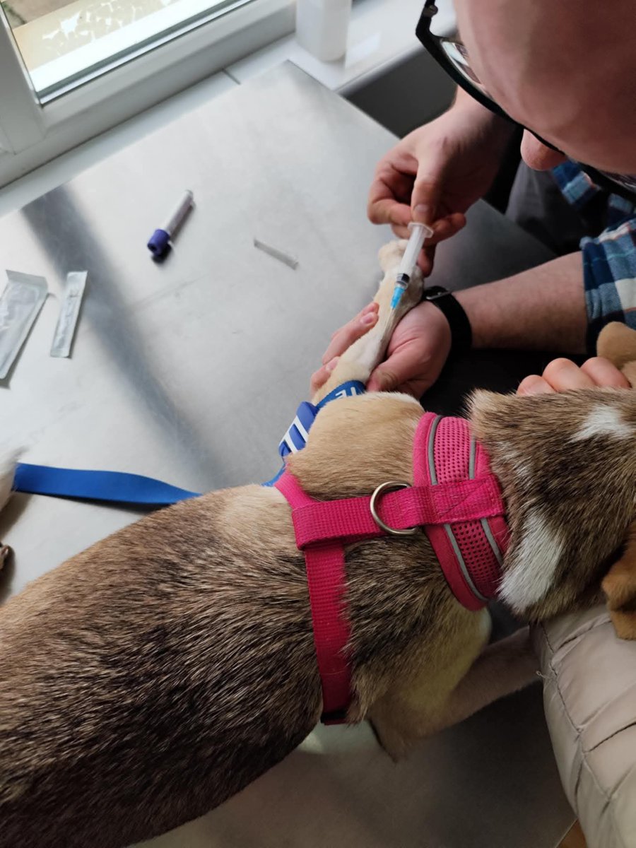 Stella at the vets for her pre travel checks. Everything was passed with flying colours. Thank you for your help in getting her to foster in the UK. This little tri-paw pup will recover from her operation so much faster in a warm home 🙏 #RescueDog #puppy #tripaw