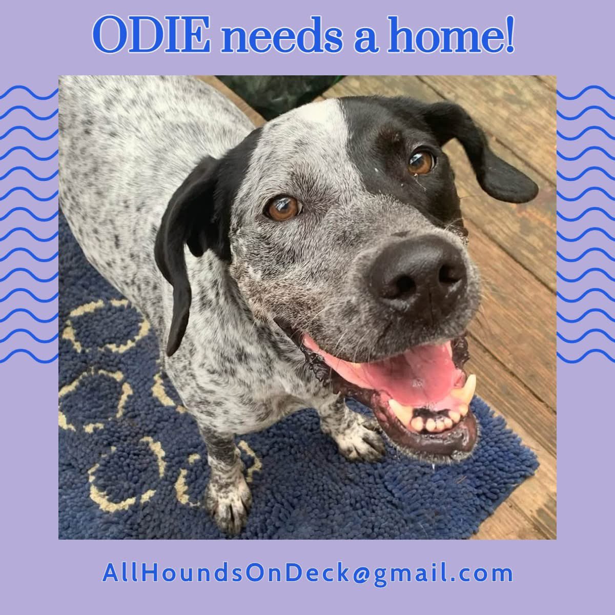 _AHOD_'s tweet image. Odie is an amazing boy!  True, he has overcome more than his share of obstacles in life, yet he is still one of the best &amp;amp; most loving dogs we've ever had! He would be great with a non-aggressive female dog!
#AdoptDontShop #RescueDog #hounddog #dogsoftwitter #RescueDogs
