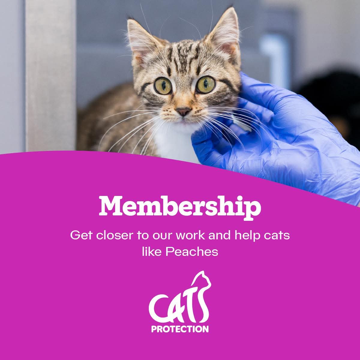 Become a Cats Protection Member and Make a Difference for Cats Everywhere!  
Join us today and help make the world a better place for cats while getting closer to the work you love.
 Sign up now: cats.org.uk/membfromebranch
Together, we can make a life-changing impact on cats in need