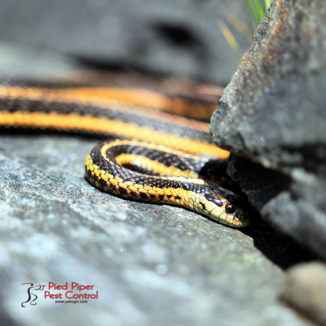 sabugs1's tweet photo. Our wildlife specialists can safely and humanely remove snakes from properties.
Call today if you believe you have a venomous snake problem in your home or commercial property at (210) 702-2060. We can help.
https://t.co/eFQ1woFlwa
#PiedPiperPestControl #PestControlServices https://t.co/eGJZ7Qo2HI