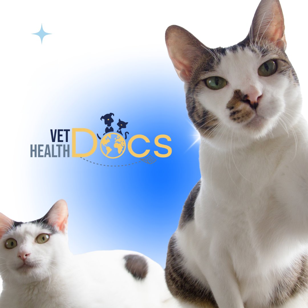 vethealthdocs's tweet photo. Our team of experts specialize in navigating the complex requirements for transporting pets internationally. Contact us today to learn more about how we can help take the headache out of your pets international travel requirements! https://t.co/3Bfjy1R4EC