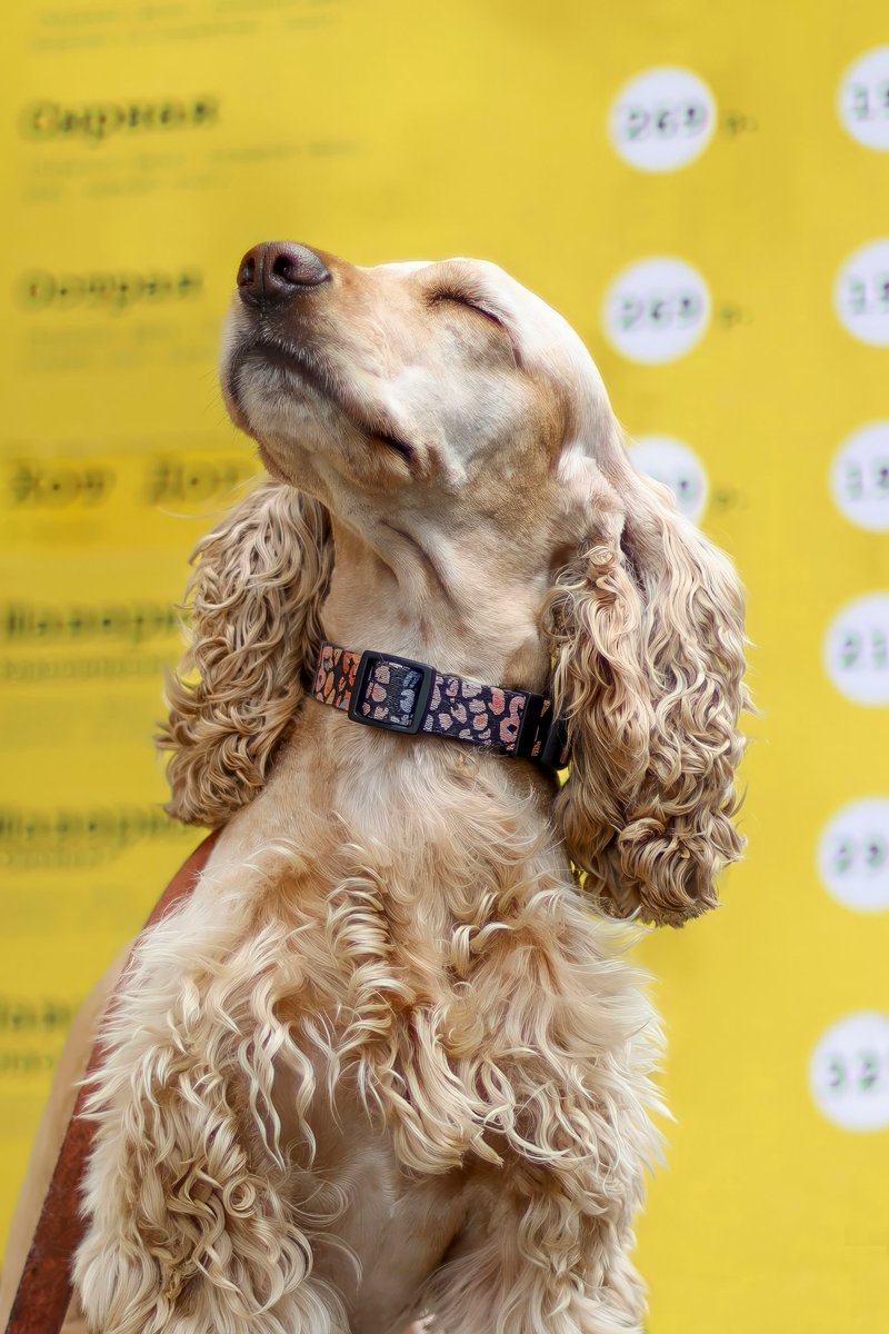 Es muy común que las mascotas  se pierdan tras un desastre natural, ellos también se asustan.

Si llegaramos a vivir una emergencia como en 2001, recuerda proteger a tu mascota. Actualiza su plaquita, que siempre use collar y deja la correa a la vista y a la mano

 #sismosv