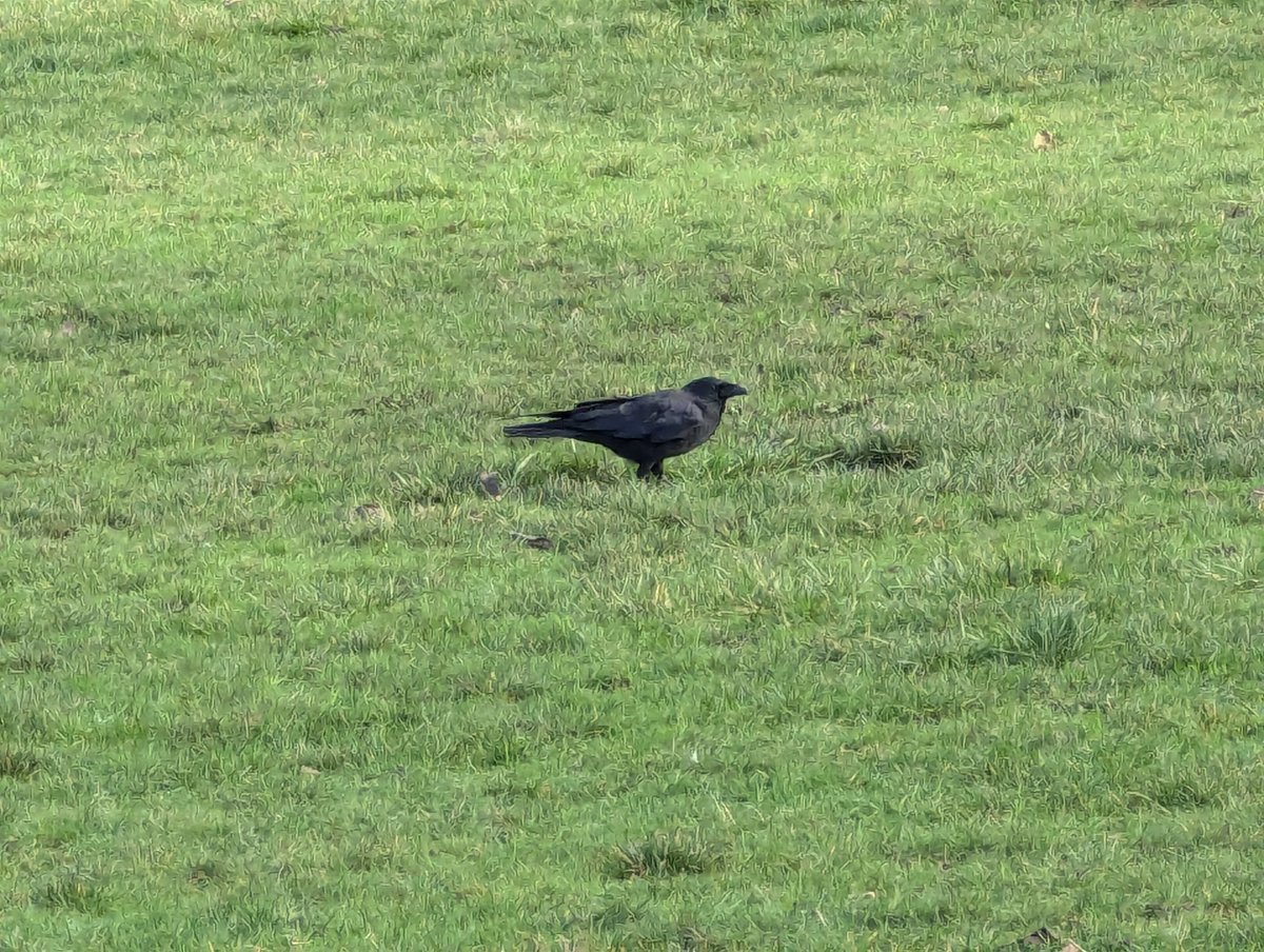Found a lil' guy at the park