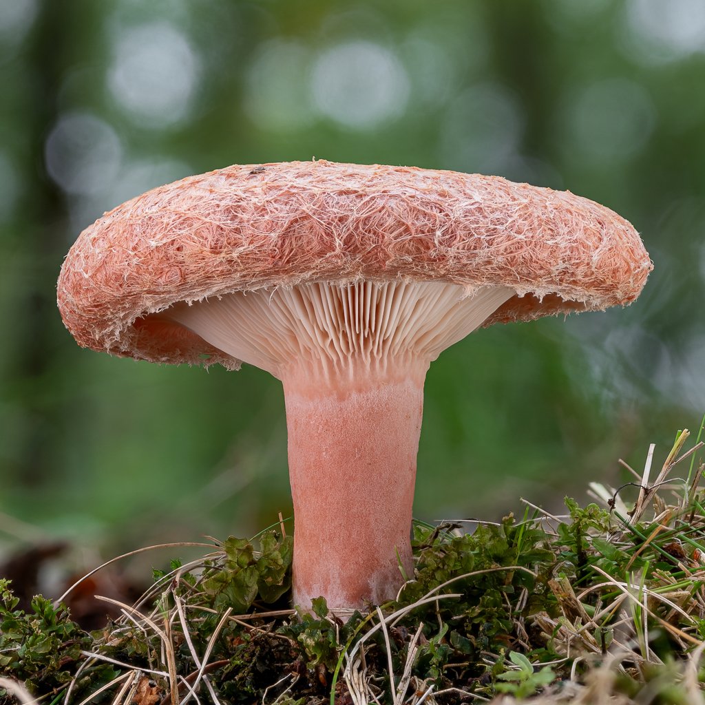 LukesMushrooms's tweet photo. I've never posted this species before. And the hat's texture is very interesting 🔍
🌍 Lactarius torminosus
🇬🇧 Woolly milkcap
🇩🇪 Birken-Milchling
🇨🇿 Ryzec kravský
🇸🇰 Rýdzik kravský
🇵🇱 Mleczaj wełnianka
#fungi #milkcap #mushroom https://t.co/Q8rqwJrt8x