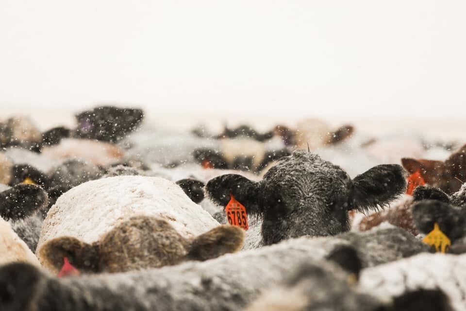 feedlotmagazine's tweet image. A third-#trimester 1,300 lb #cow requires 13 lbs  of TDN at 32 #degrees F. At 0 degrees F the same cow needs an additional 4 lbs, or roughly 17 lbs of #TDN. For comparison, the #temperature drop means the same cow now requires 8 more lbs of 50% TDN #hay.

feedlotmagazine.com/news/cow_calf_…