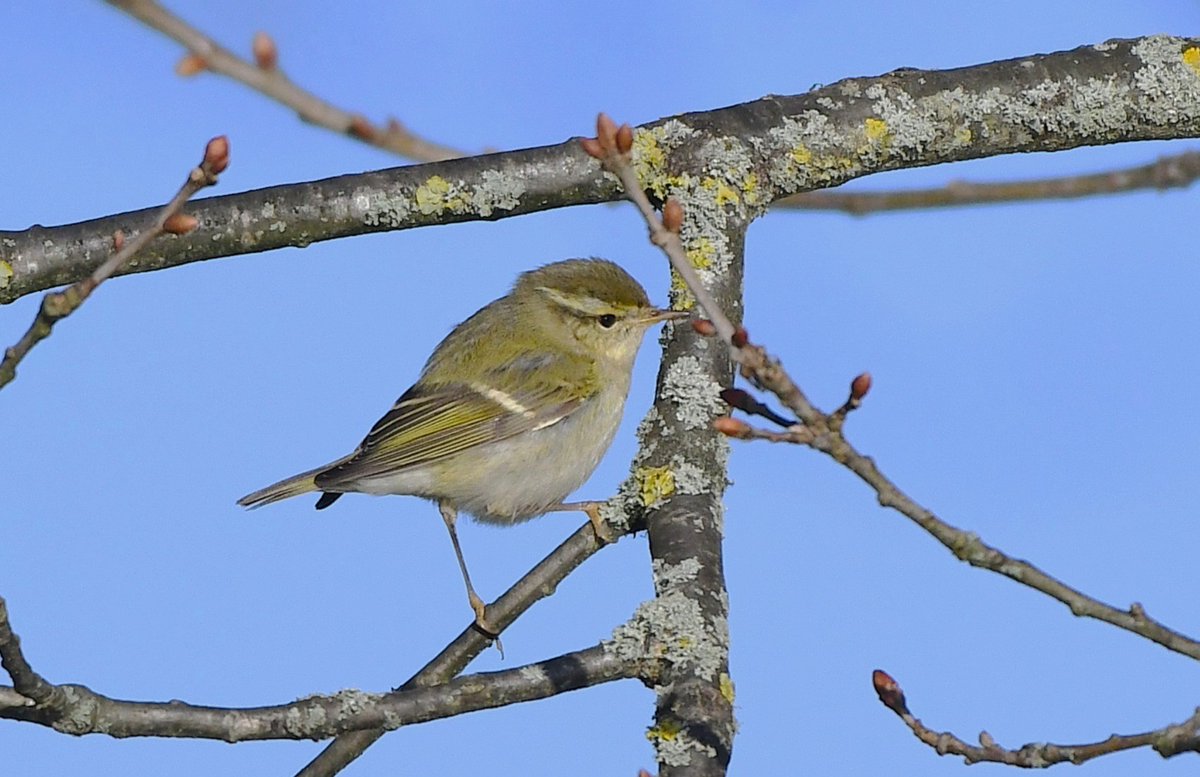 Fabulous views of a Yellow-browed Warbler in Verulanium Park St Albans today. #hertsbirds