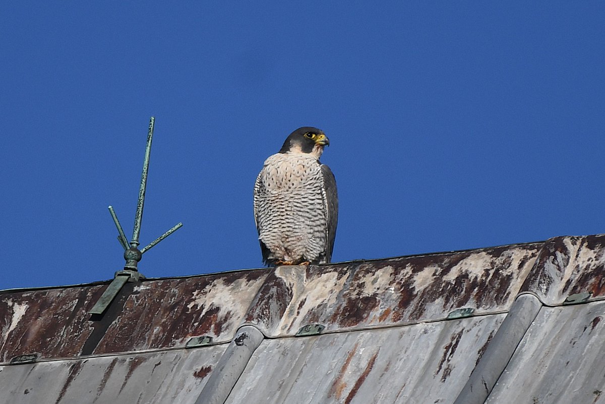 Both male and female Peregrine were hanging around the Cathedral at St Albans today. #hertsbirds