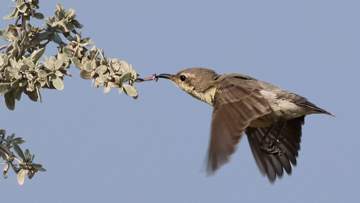 DaveRead18's tweet image. Another Kuwaiti speciality and much sought-after WP bird is the Purple Sunbird, and today we were lucky enough to find 4 together.