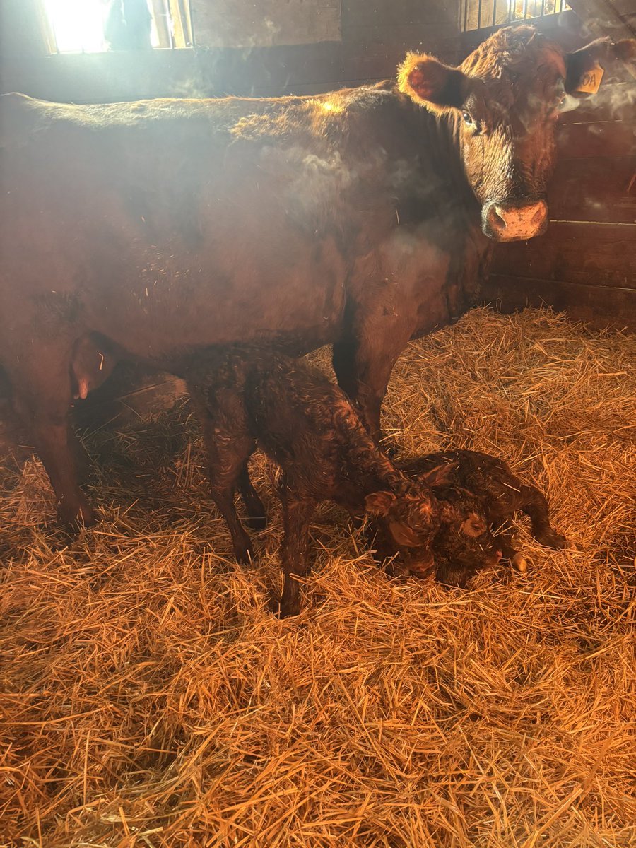 Guess calving has commenced!!