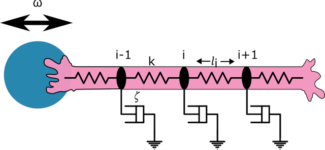 Experiments and theory show how confined epithelial cell trains develop spontaneous, size-constrained oscillations driven by feedback between mechanical and chemical signals, shaping the one-dimensional tissue’s response to external forces.

🔗 go.aps.org/3PufziA