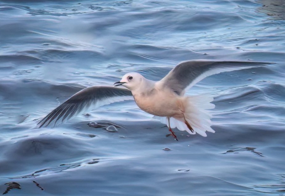 joxybears's tweet image. A visit to Northumberland for the White Billed Diver yesterday resulted in WB Diver, Glaucous gull, Grey Headed Lapwing and to my delight, a beautiful adult Ross's Gull! Wow!
