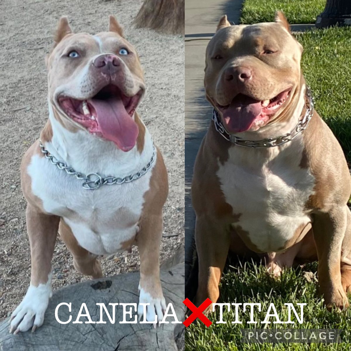 ☀️California 🗝 #consistencyiskey 
⬆️ #allthewayup 
King Titan 👑 #topdogbullies
Gracie Mae 🍑 #pitbullempire 
💻 Bosscobullies.com 
📲 (925)565-4317 XL champagne 🍾 Lilac Tri 💜temperament 🤍quality OVER quantity 🔥
UKC PR🩸10XACE♠️ #xlbully #victoriasecret #gottyline