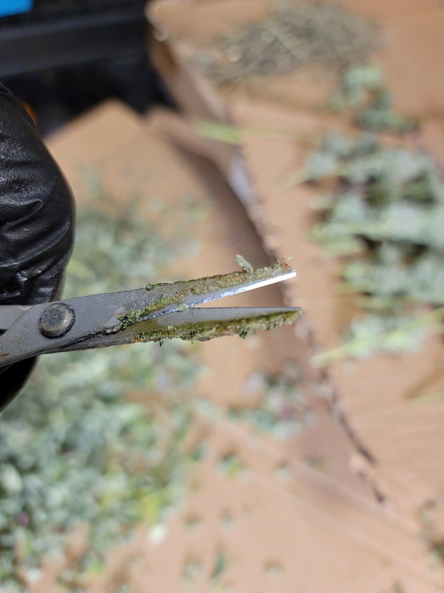 lets see those scissors