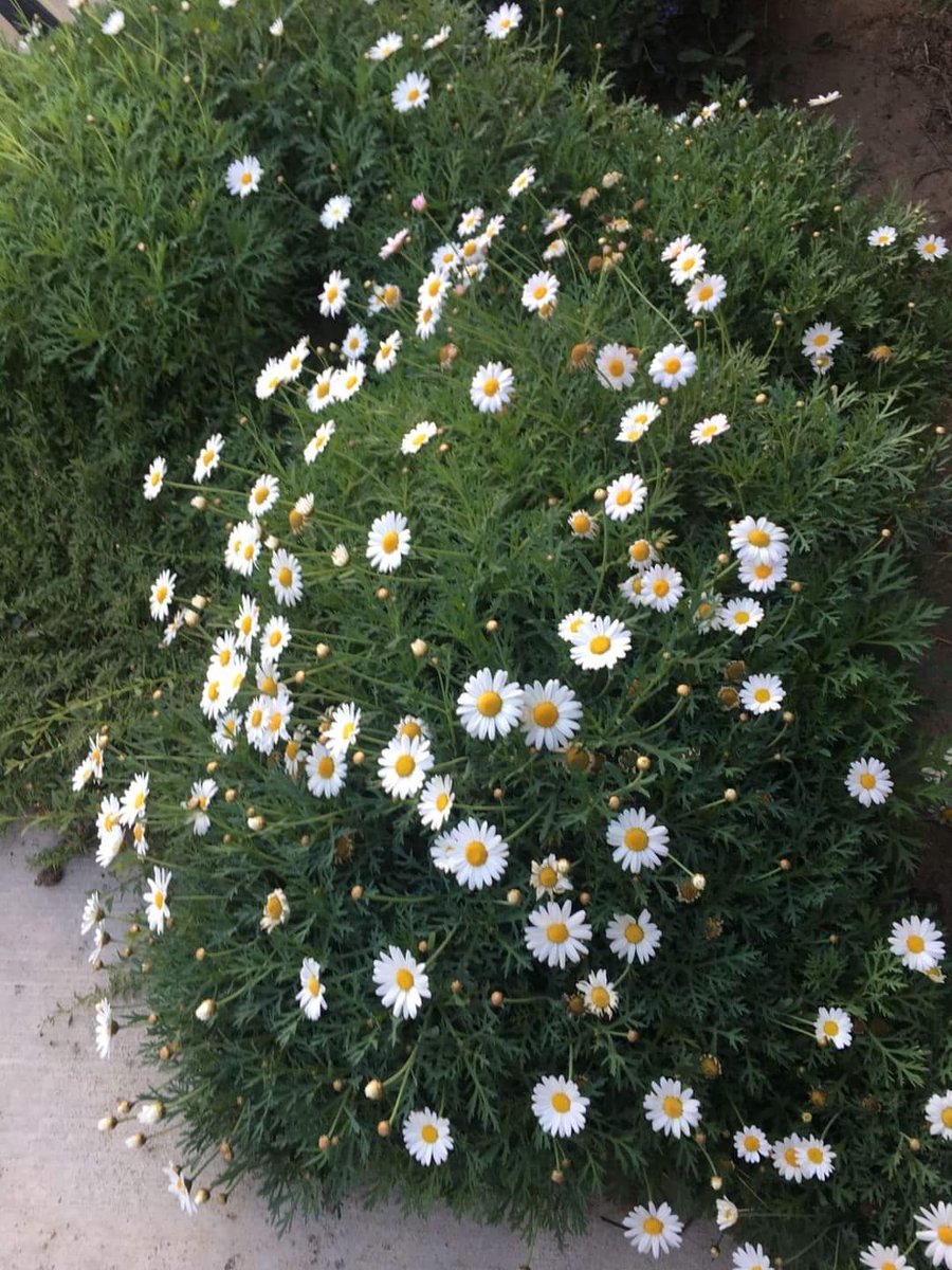 sunflow23002724's tweet image. ชีวิตของเรามีผู้คนมากมายที่ผ่านเข้ามา มีผู้คนมากมายที่ออกจากชีวิตเราไป สุดท้ายแล้ว คนที่จะอยู่กับตัวเราไปตลอดก็คือตัวของเราเอง ดังนั้นไม่ว่าใครจะเข้ามา ไม่ว่าใครจะออกไป อย่าเอาใจไปผูกไว้กับเขามากนัก แต่จงเผื่อใจไว้รักตัวเองเสมอ.❤️‍🩹🌻