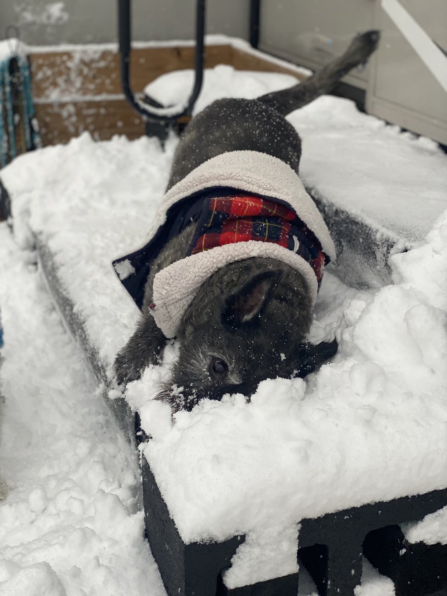 Waited all day to get home and play with this guy in the snow ☃️🥰🐶
