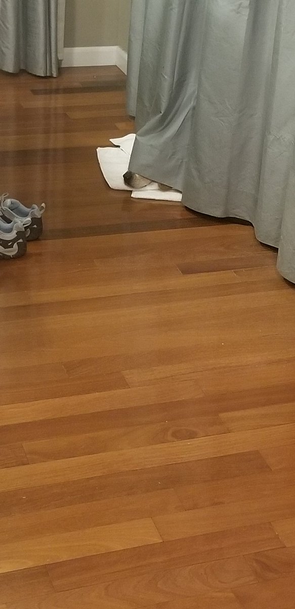 We couldn't see him when he was behind the curtain, you know.

#AngelMrB, #beagle