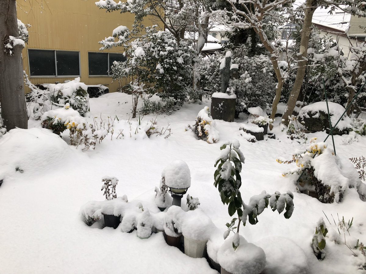 朝起きたら、初雪でした。
昨夜寒かったもんなー。