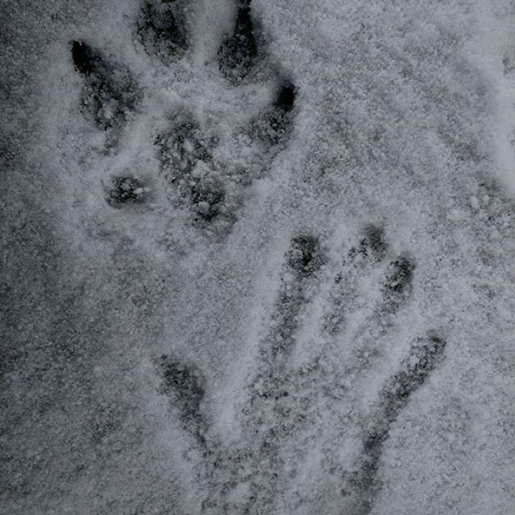 atlashashorns's tweet image. [frouse werewolf au 🐾]

a COMPLETE thread !!