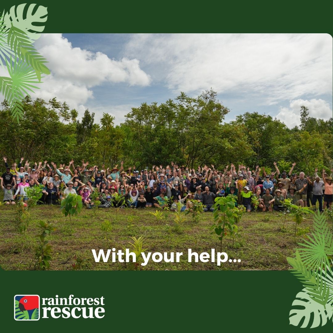 RFR_AU's tweet image. 📣 SAVE THE DATE 📣
Rainforest Rescue&apos;s 2025 Annual Community #TreePlantingDay is scheduled and you&apos;re invited 🌱💚🌳.

🌐 Full details &amp;amp; registration: rainforestrescue.org.au/2025-planting

#PlantARainforest #TreesAreTheAnswer #TreePlanting #Restoration #Conservation #Biodiversity