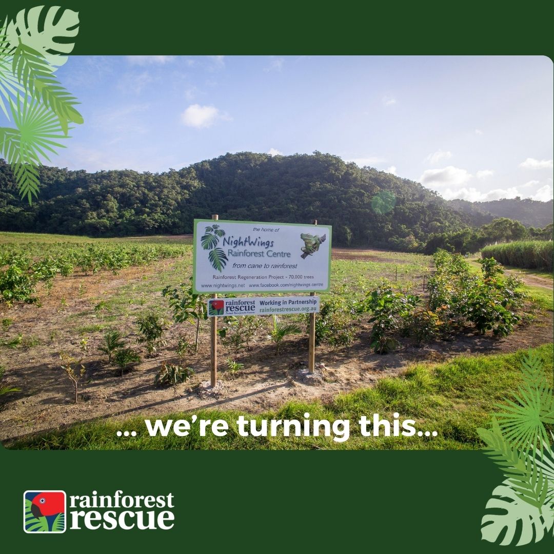 RFR_AU's tweet image. 📣 SAVE THE DATE 📣
Rainforest Rescue&apos;s 2025 Annual Community #TreePlantingDay is scheduled and you&apos;re invited 🌱💚🌳.

🌐 Full details &amp;amp; registration: rainforestrescue.org.au/2025-planting

#PlantARainforest #TreesAreTheAnswer #TreePlanting #Restoration #Conservation #Biodiversity