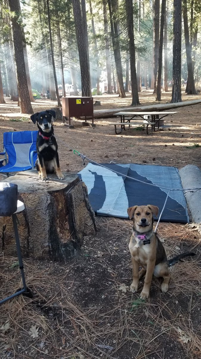 Trip to the woods!
#freshair
#puppies
#noworries