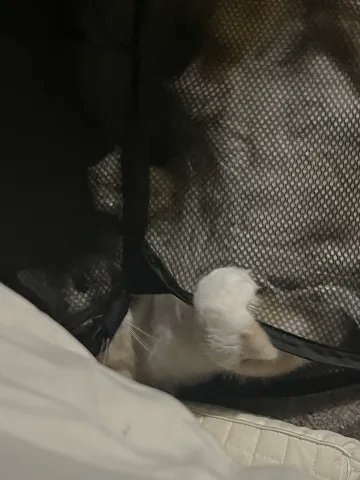 this is my chimmmiii ☺️❤️❤️