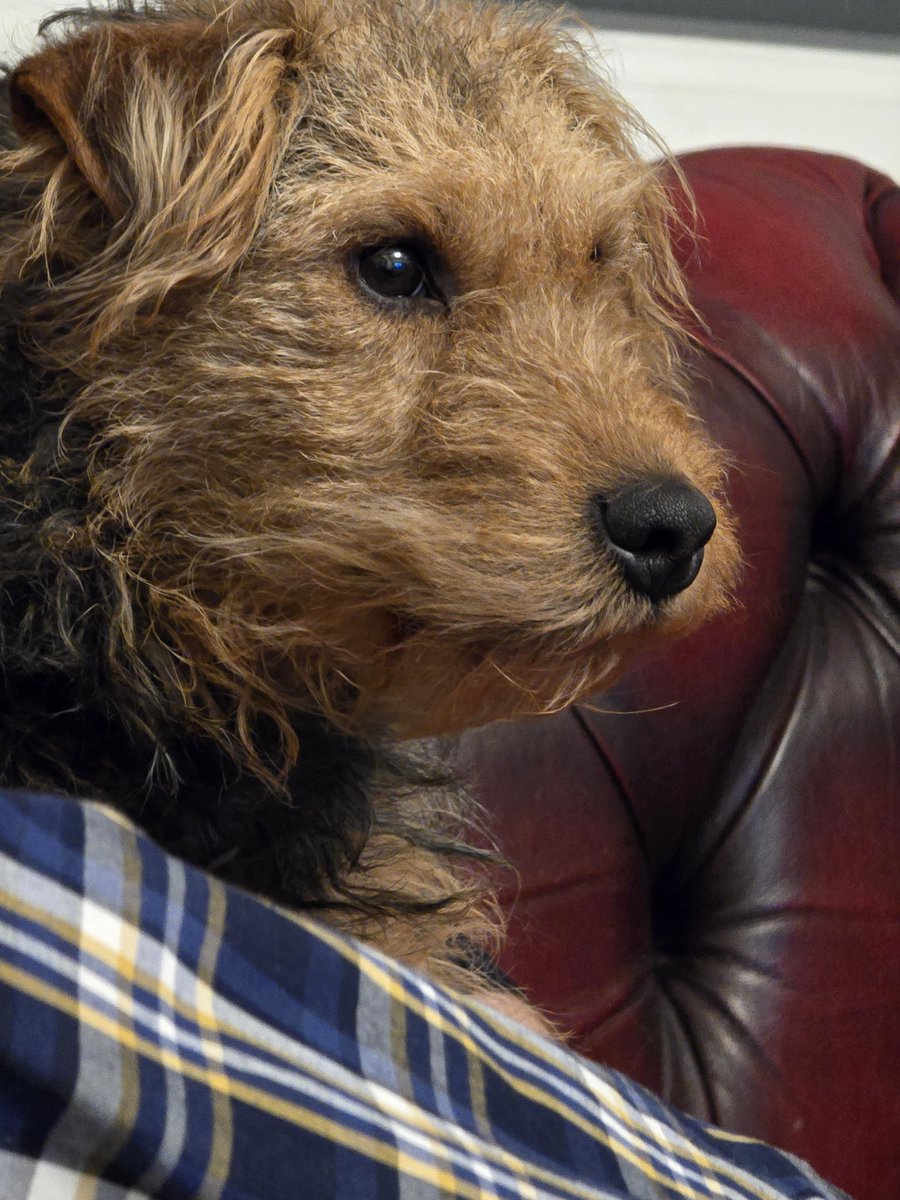 Sid Fandango is very interested in <a href="/P_Wicks01/">Pete The Pirate</a> on the tellybox and the little puppies....i think he wants a friend 🤔😉