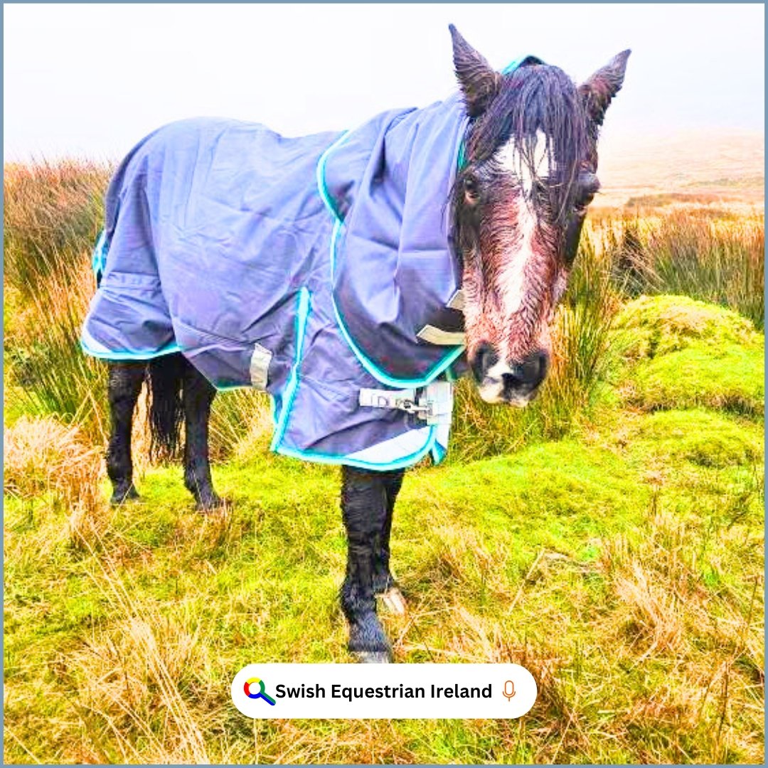 SwishIreland's tweet photo. Beautiful west Kerry on a sunny day is gorgeous, albeit we don't always get the sunshine ☘️💚 @sea_view_equestrian_katy https://t.co/WjnnArJBPh