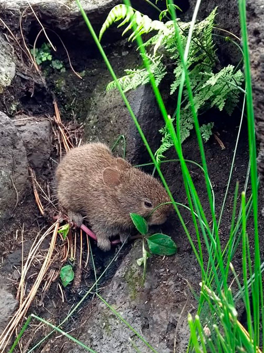 En los bosques del #SueloDeConservación habita una de las criaturas más encantadoras y únicas de México: ¡el teporingo! 🌳🐰🇲🇽

Les comparto esta adorable imagen de uno que fue captado en la comunidad de San Miguel Topilejo, Tlalpan.🐾✨