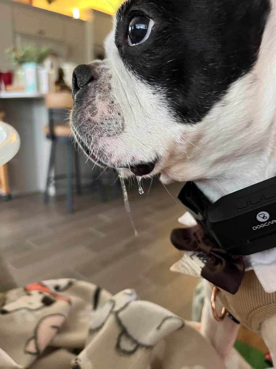 2happybostons's tweet photo. When I sees the chickie nuggies! 🐔🤤- Mickey ❤️🐾

#twohappybostons #makingmymouthwater #mouthwatering #bostonterrier #bostonterrierlove #bostonterrierlife https://t.co/M3S6qs7erw
