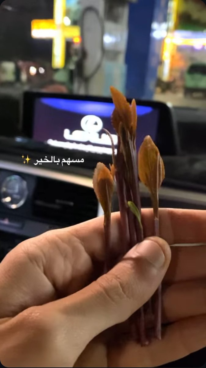 mlk4491's tweet photo. خميسكم وناسة🤤🔥
السالب او المبادل السوفت بعدن وجاد ويحب نلتقي يكلمني خاص
#سالب_عدن
#مبادل_عدن https://t.co/res3Tcicko