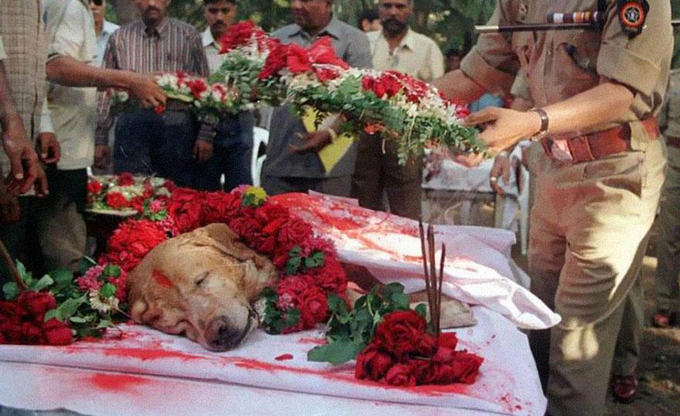 VirtudMental's tweet photo. 6. El perro Zanjeer salvó miles de vidas durante las explosiones en serie de Mumbai en 1993. Detectó más de 3,3 kg de explosivos, 600 detonadores, 249 granadas de mano y 6406 balas de munición real. Fue enterrado con honores en 2000. https://t.co/p8J1lZ50LG
