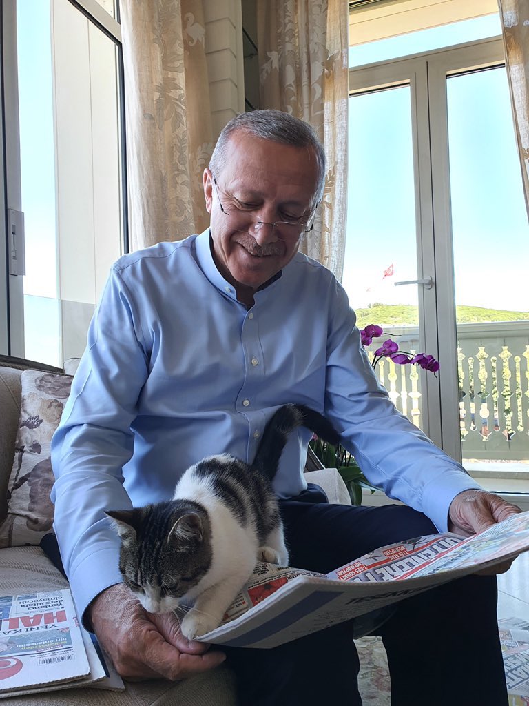 Kedi beslemek, sünnettir. ❤️