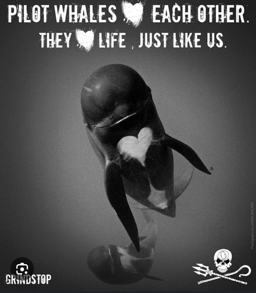 Des dauphins globicéphales en sursis aux îles Féroé.

Un groupe de globicéphales a été repéré aux îles Féroé en fin d’après-midi. Ils doivent leur salut à la nuit tombant de bonne heure ce qui a empêché la chasse d’avoir lieu, nous apprend un média local: 
"Il fait trop sombre