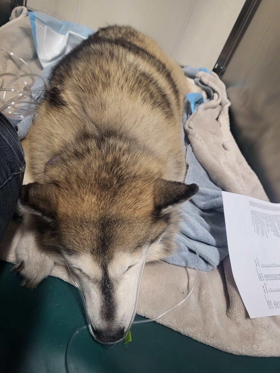 LuxLetalis's tweet photo. Wiley is in the ER with life threatening illness. She is my everything and I am asking for any help in spreading the word. Please consider sharing this with your communities and reposting wherever you can.  https://t.co/sGEp90oa0J https://t.co/yCAylrhgE6