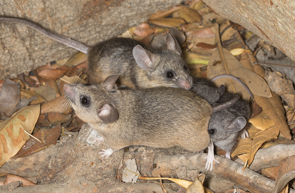 Cheryl McCormick (@cherylmmcc) on Twitter photo For the next issue of Hormones and Behavior, California mice, photo by Mark Chappell, featuring work from the Trainor lab <a href="/SBNTweets/">SBN Tweets</a> <a href="/HormBehav/">Hormones and Behavior Journal</a> For the next issue of Hormones and Behavior, California mice, photo by Mark Chappell, featuring work from the Trainor lab <a href="/SBNTweets/">SBN Tweets</a> <a href="/HormBehav/">Hormones and Behavior Journal</a>