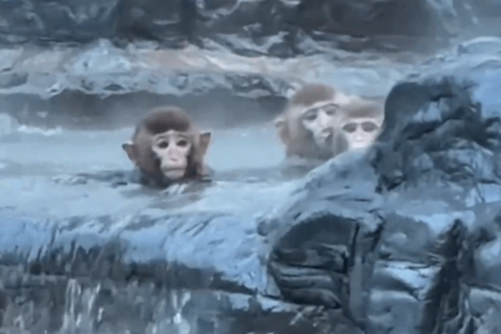 Monkeys turn hot springs into their own Jacuzzi trib.al/4SL8rVg
