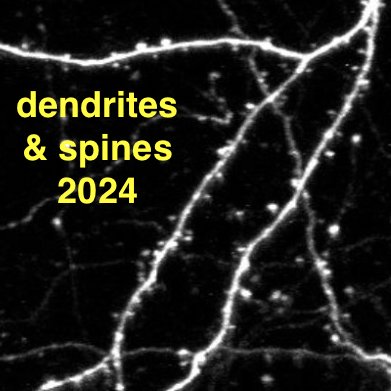 I want to highlight *some* of my favorite studies on dendrites and spines from 2024 👀 - feeling very excited and inspired about the field 🔥 Happy new year y'all!