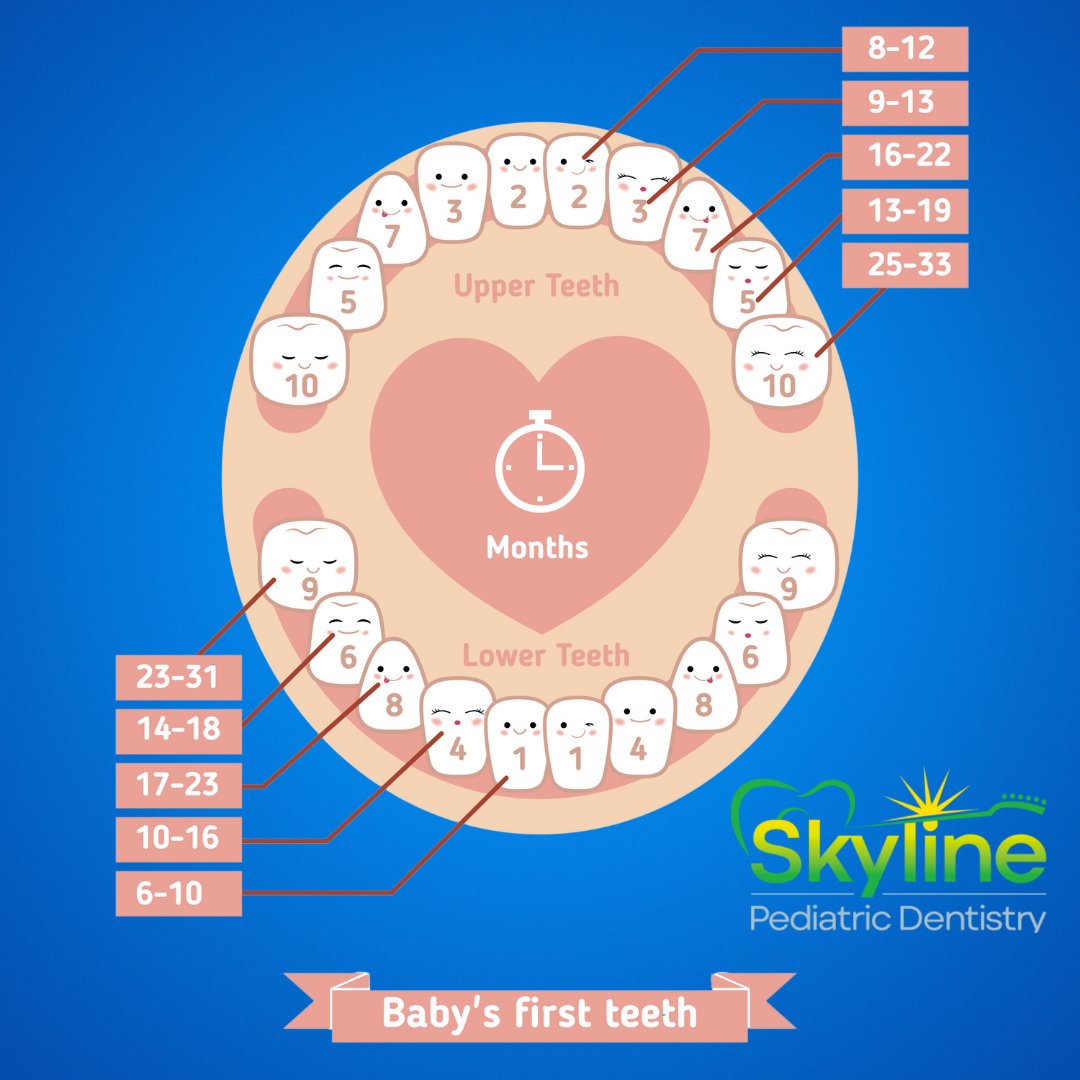 SkylinePediDent's tweet image. Did you know? Most babies start getting their first teeth around 6 months, and the full set of 20 baby teeth usually emerges by age 3. 😁Every child is different, but keeping track of their smile milestones is key! 🍼✨skylinepediatricdentistry.com #DentalHealth #Teething #FirstTeeth