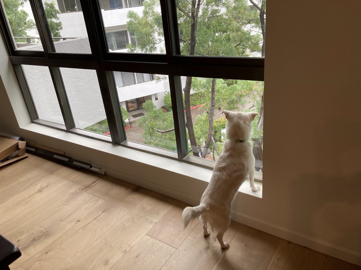 Cashew is hoping for the safety of everyone impacted by the Los Angeles wildfires. Happy Cashew Monday!