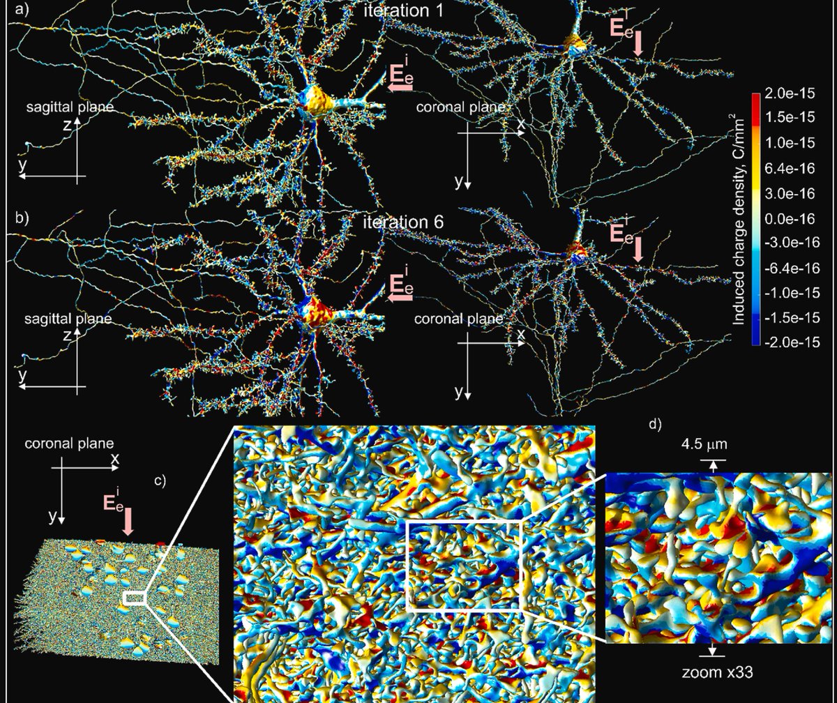Marom Bikson (@marombikson) on Twitter photo (1/4) A new paper <a href="/brainstimj/">Brain Stimulation</a> challenges a foundational assumption in computational models of brain stimulation (neuromodulation/electrical stimulation). Rather than suggest prior predictions were wrong, this paper shows how the suitability of this foundational assumption can be (1/4) A new paper <a href="/brainstimj/">Brain Stimulation</a> challenges a foundational assumption in computational models of brain stimulation (neuromodulation/electrical stimulation). Rather than suggest prior predictions were wrong, this paper shows how the suitability of this foundational assumption can be