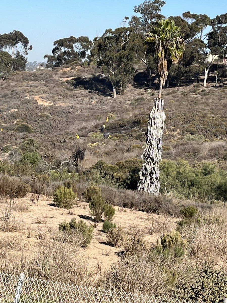 SDFD tweet media