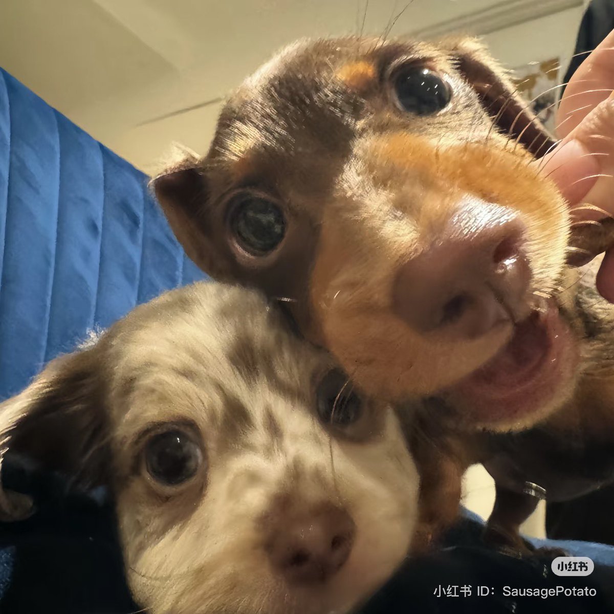 💖 (@twaniimals) on Twitter photo 