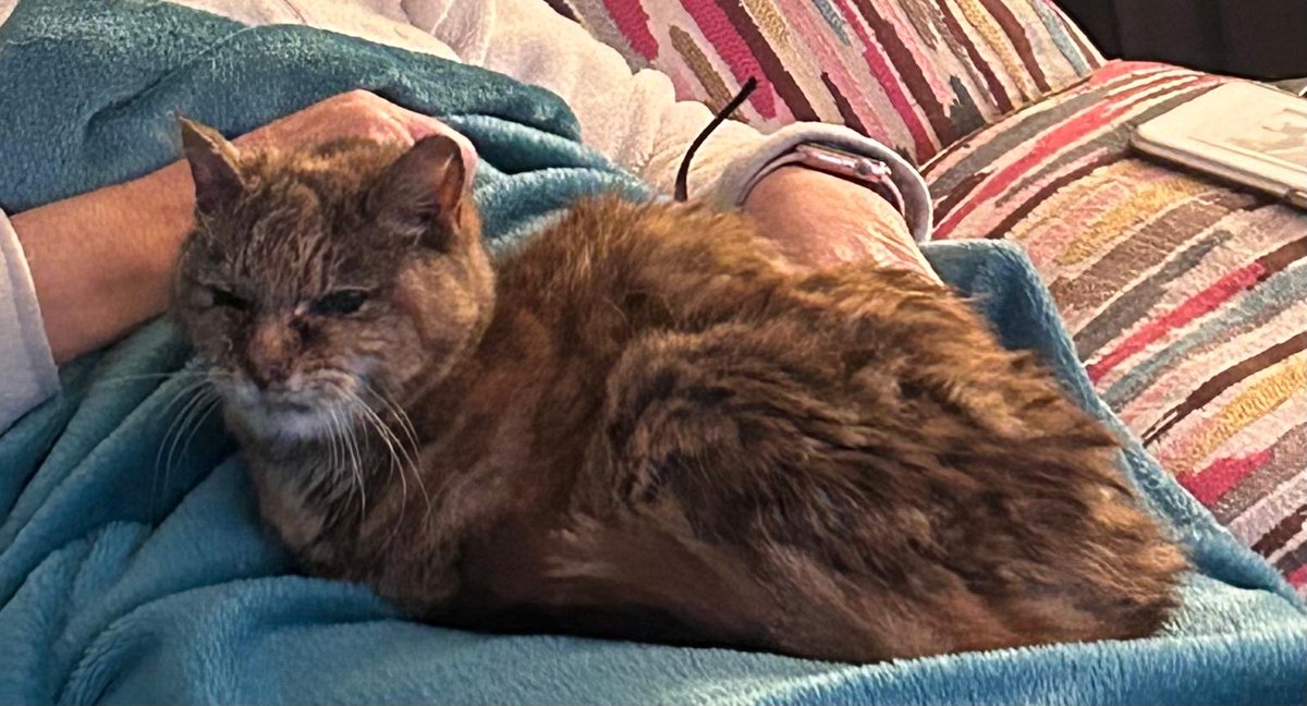 This hungry, friendly and weather beaten cat turned up in our garden in Dundrum on Saturday. After 2 days of care D2 brought her to her work @BlackrockVets where her microchip was scanned. Her family in Loughlinstown,10 kms away were called. Missing for 6 years and now reunited !