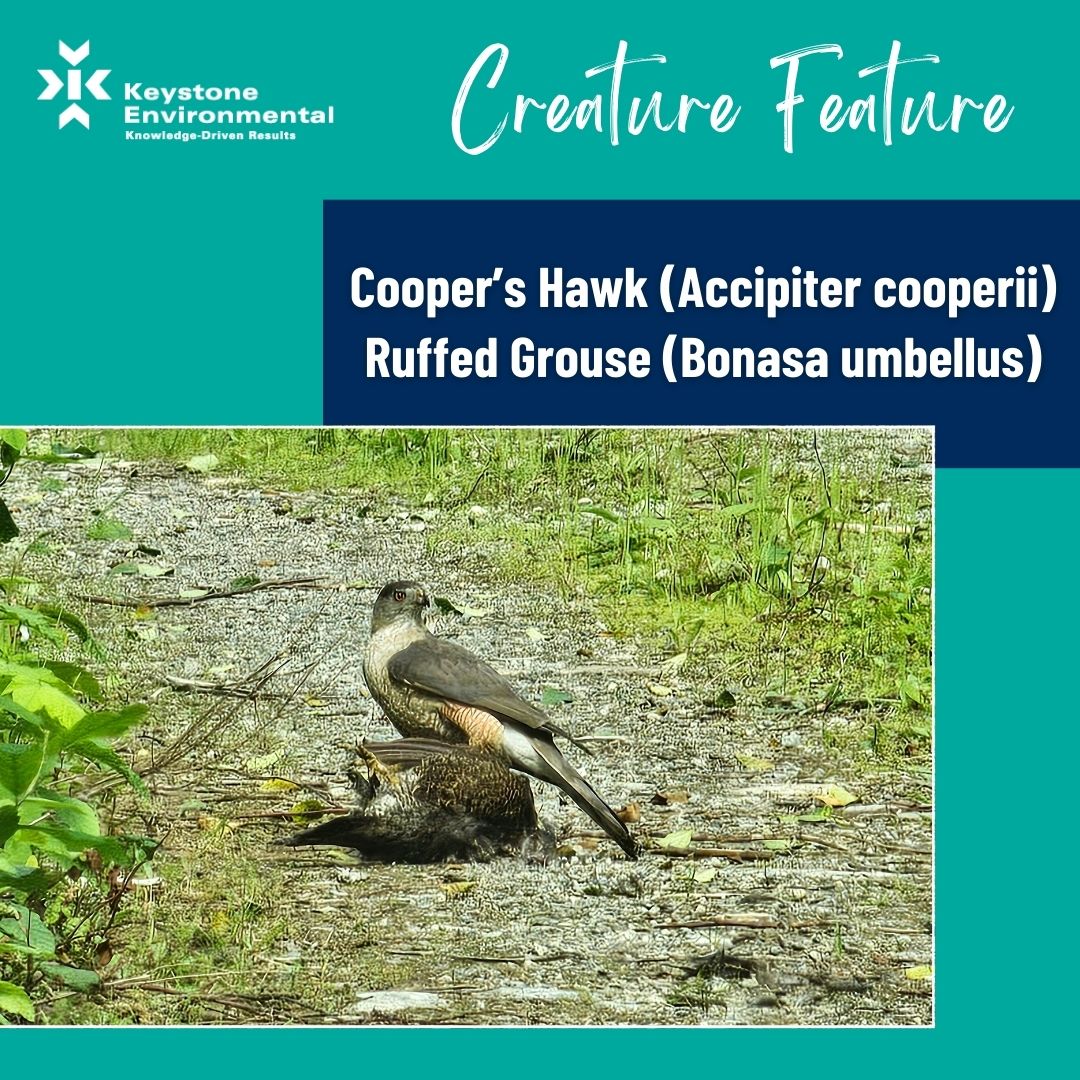 KeystoneEnv's tweet image. Check out our first #CreatureFeature of 2025 – Cooper’s hawk (Accipiter cooperii) with its prey, a Ruffed Grouse (Bonasa umbellus), at a project in Squamish, BC. #BiologicalServices #TechnicalExperts   #KeystoneEnvironmental #EnvironmentalConsulting