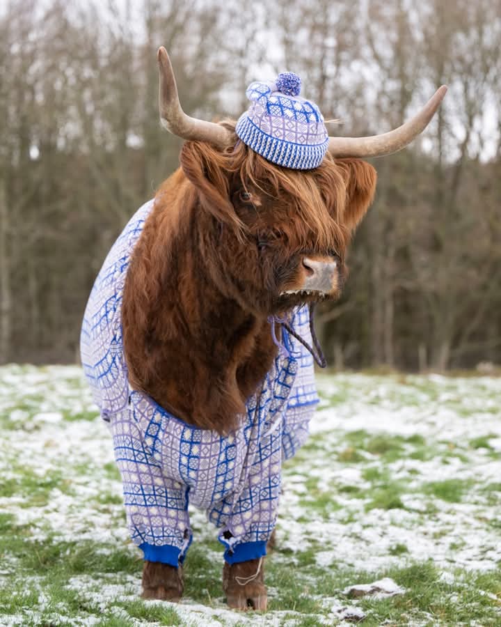 atheairts's tweet image. A lovely model for our knitters' work.  Sanquhar pattern all round for 2025!
@VisitScotland @Newtonfarmhols #visitangus #sanquhar #KnittingPattern Photo credit: Lesley Martin Photography