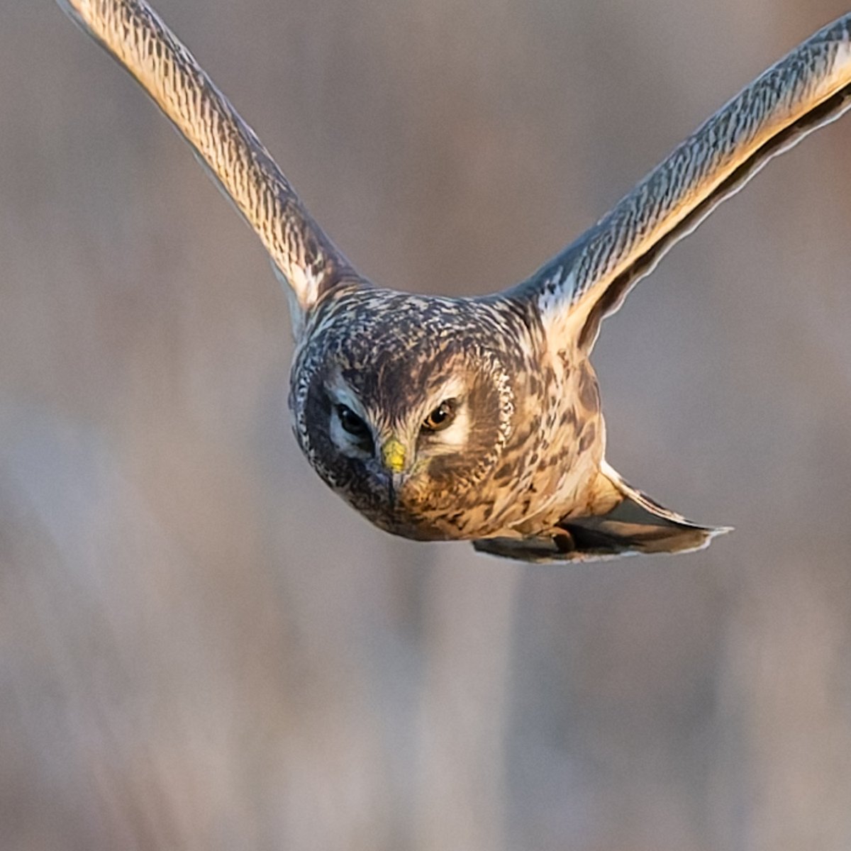 モンキーパンチ
