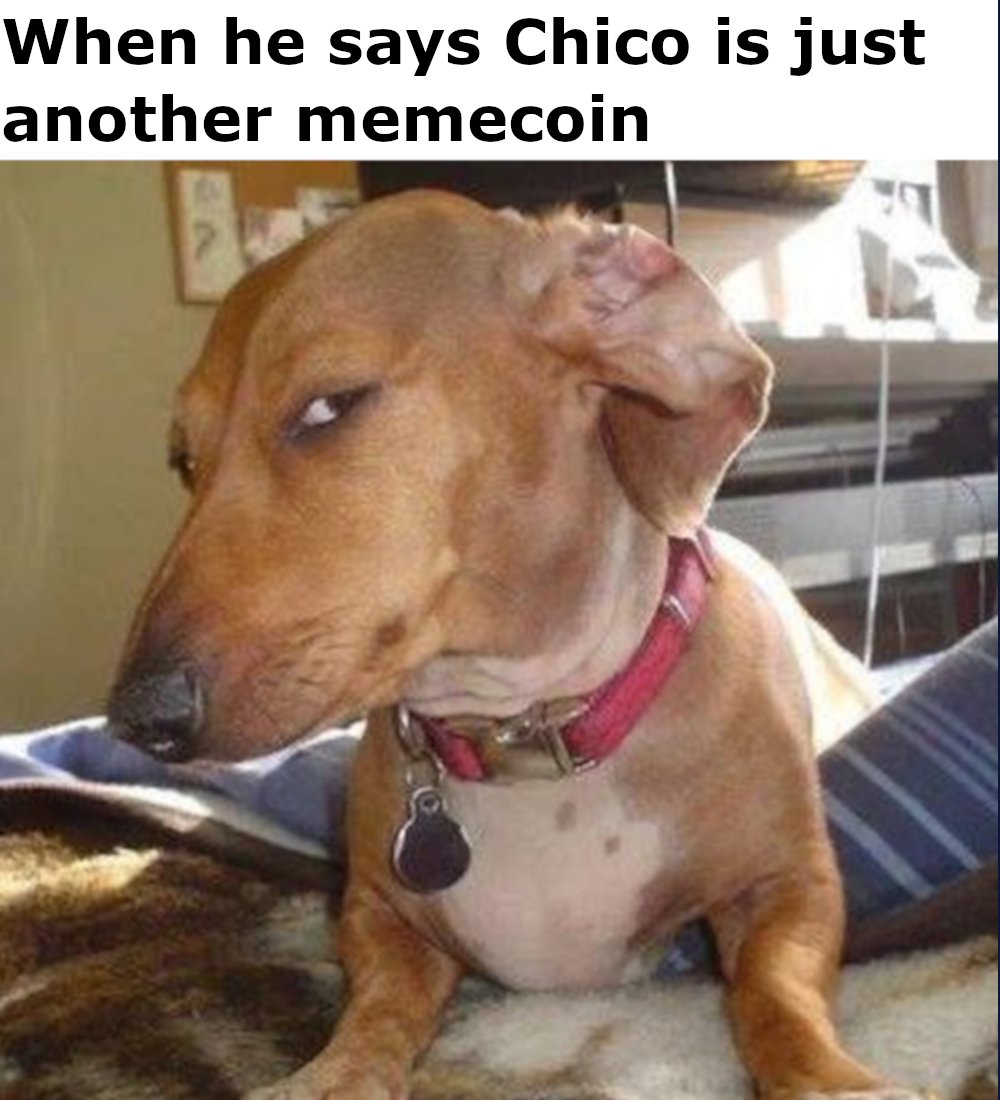 SideEyeChico's tweet image. $CHICO has arrived👀