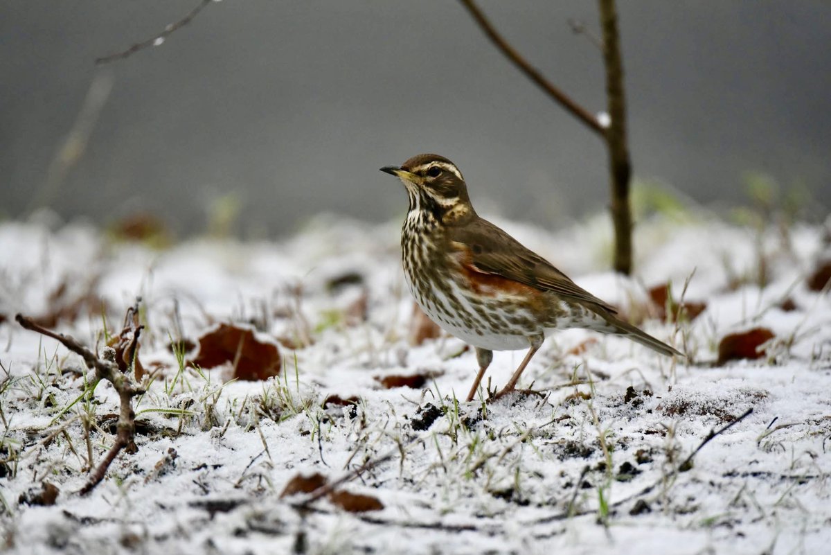 Redwing, Levenshulme, Manchester #bird #birds #nature #birdsofinstagram #birdphotography #wildlife #naturephotography #wildlifephotography #birdwatching #birdlovers #animals #birding #animal #naturelovers #birdstagram #nikon #birdlife